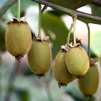 Photo of La coltivazione di alberi esotici: cachi, mango, ananas, nespole e kiwi