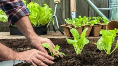 Photo of 5 consigli per il trapianto nel frutteto o nell’orto