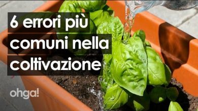 Photo of 5 errori comuni che facciamo quando prepariamo le piantine