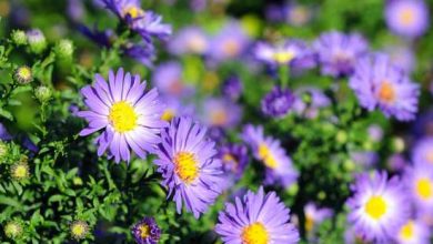 Photo of 5 piante facili da coltivare da seme per il tuo giardino o giardino