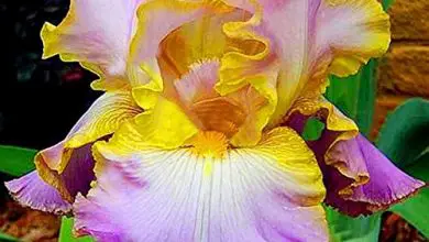 Photo of Cura delle piante di iris: [terreno, umidità, potatura e problemi]