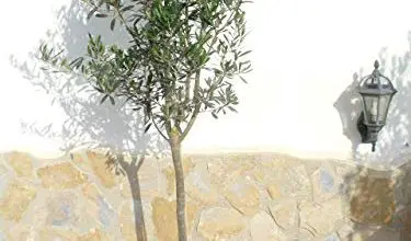 Photo of Cura dell’olivo: [Terra, umidità, potatura e problemi]