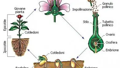Photo of 6 Modi di propagazione o riproduzione delle piante