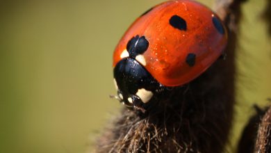 Photo of 6 modi per attirare e mantenere gli insetti utili nel tuo orto o orto biologico