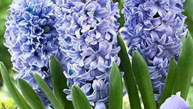 Photo of Hyacinth Care: [Terra, umidità, potatura e problemi]