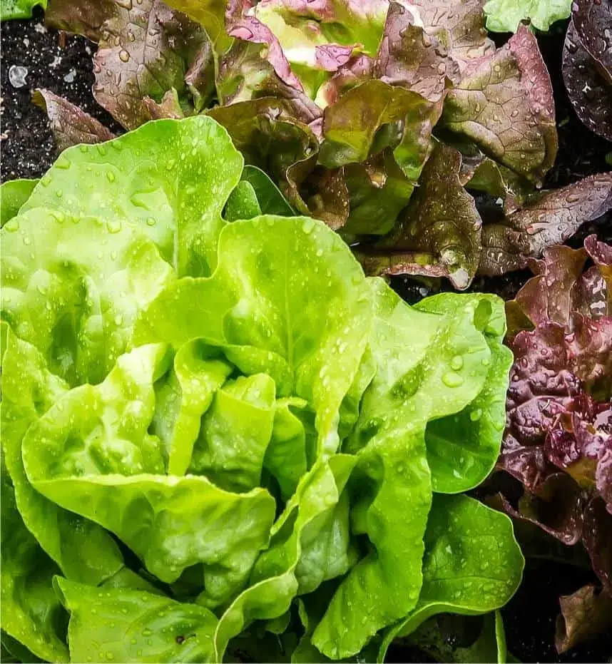 Photo of 8 linee guida importanti per coltivare lattuga biologica