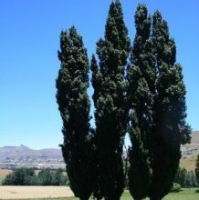 Photo of Cascarudito Taladrillo: [Caratteristiche, rilevamento, effetti e trattamento]