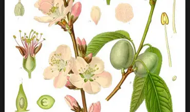 Photo of Olio di mandorle dolci: proprietà e usi
