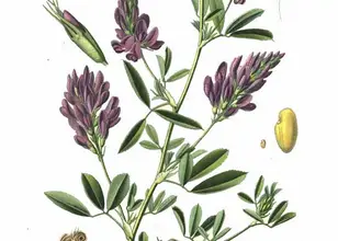 Photo of Erba medica: è digestiva, alcalinizzante, nutriente e antinfiammatoria