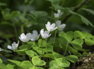 Photo of Acedera: [Cultivo, Riego, Cuidados, Plagas y Enfermedades]
