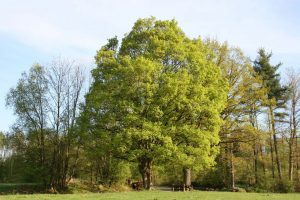 Photo of Acer Campestre: [Coltivazione, Irrigazione, Associazioni, Parassiti e Malattie]