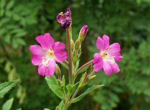 Photo of Fireweed: [coltivazione, irrigazione, cura, parassiti e malattie]