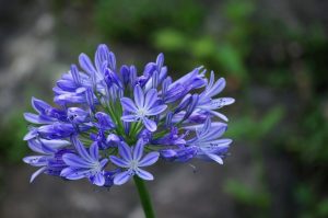 Photo of Agapanthus: [coltivazione, irrigazione, cura, parassiti e malattie]