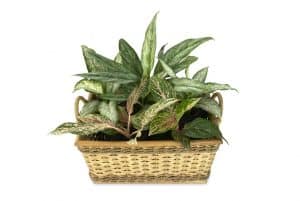 Photo of Aglaonema: [Cura, Semina, Irrigazione, Substrato e Caratteristiche]