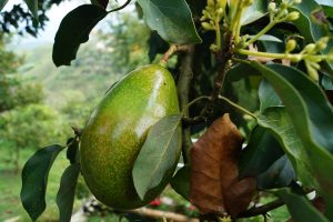 Photo of Irrigazione dell’avocado: [Necessità, frequenza e procedura]