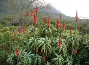 Photo of Aloe Arborescens: [Coltivazione, Irrigazione, Associazioni, Parassiti e Malattie]