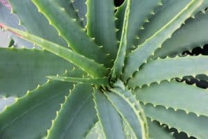 Photo of Irrigazione di Aloe Vera: [Necessità, Frequenza e Procedura]