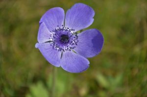 Photo of Anemone: [Coltivazione, Irrigazione, Cura, Parassiti e Malattie]