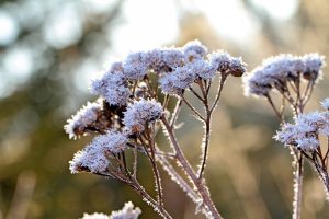 Photo of Angelica: [Coltivazione, Irrigazione, Cura, Parassiti e Malattie]