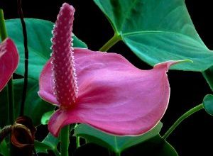 Photo of Anthurium: [coltivazione, irrigazione, cura, parassiti e malattie]