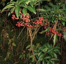 Photo of Ardisia: [Coltivazione, Irrigazione, Cura, Parassiti e Malattie]