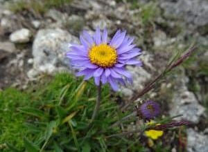 Photo of Aster: [coltivazione, irrigazione, cura, parassiti e malattie]