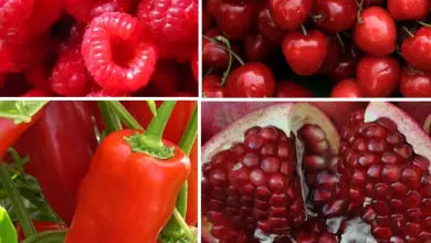 Photo of 21 benefici di frutta e verdura rossa