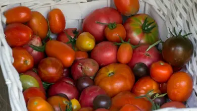 Photo of Pomodoro per prendersi cura della pelle e prevenire malattie degenerative e cardiovascolari