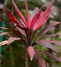 Photo of Banderillas: [coltivazione, irrigazione, cura, parassiti e malattie]