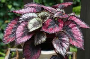 Photo of Begonia Rex: [Coltivazione, Substrato, Irrigazione, Associazioni, Parassiti e Malattie]