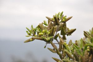 Photo of Boldos: [coltivazione, irrigazione, cura, parassiti e malattie]