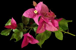 Photo of Prune Bougainvilleas: [Importanza, Tempo, Considerazioni e Passaggi]