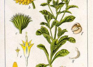 Photo of Calendula: proprietà medicinali e sua coltivazione biologica