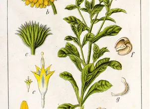 Photo of Calendula: proprietà medicinali e sua coltivazione biologica