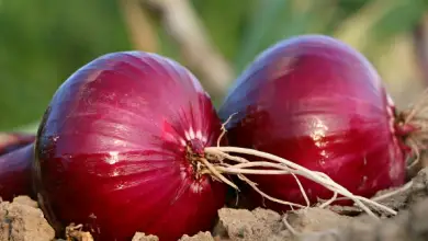 Photo of Cipolla, conosci le sue proprietà nutritive e medicinali e come usarla nei rimedi casalinghi