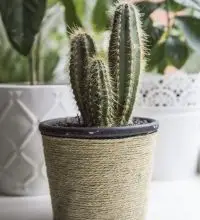 Photo of Potare un cactus: [Importanza, tempo, strumenti, considerazioni e passaggi]