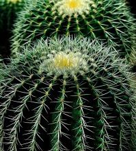 Photo of Irrigazione di cactus: [Necessità, frequenza e procedura]