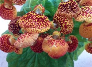 Photo of Calceolaria: [Coltivazione, Irrigazione, Cura, Parassiti e Malattie]