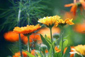 Photo of Calendula: [Coltivazione, Irrigazione, Cura, Parassiti e Malattie]