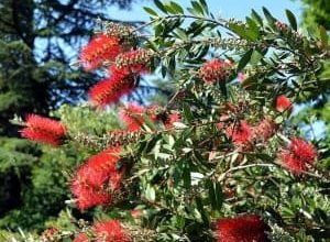 Photo of Callistemon Citrinus: [Caratteristiche, Cultura, Cura, Parassiti e Malattie]