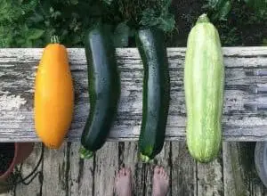 Photo of Varietà di Zucchine: [Caratteristiche e Classificazione]