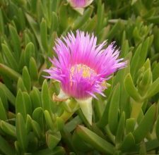 Photo of Carpobrotus: [coltivazione, irrigazione, cura, parassiti e malattie]