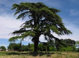 Photo of Cedro del Libano: [Coltivazione, cura, parassiti e malattie]