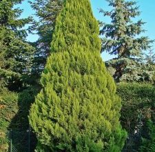 Photo of Chamaecyparis Lawsoniana: [Coltivazione, cura, parassiti e malattie]