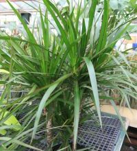 Photo of Irrigazione di Dracena Marginata: [Necessità, Frequenza e Procedura]