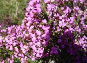 Photo of Erica Australis: [Cura, semina, irrigazione, substrato e parassiti]