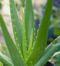 Photo of Malattie dell’aloe vera: [caratteristiche, tipi, rilevamento e trattamento]