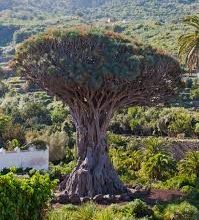 Photo of Trapiantare un albero: [Ragioni, condizioni e stagione ideale]