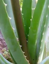 Photo of Talee di Aloe Vera: [Concetto, Stagione, Radicazione e Semina]