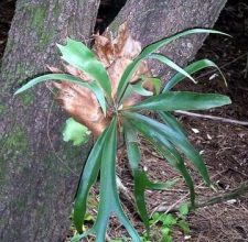 Photo of Cuerno de Alce: [Cultivo, Riego, Cuidados, Plagas y Enfermedades]